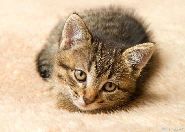 吗？是甜蜜陷阱还是营养补给？麻将胡了x猫咪可以吃八宝粥(图2)