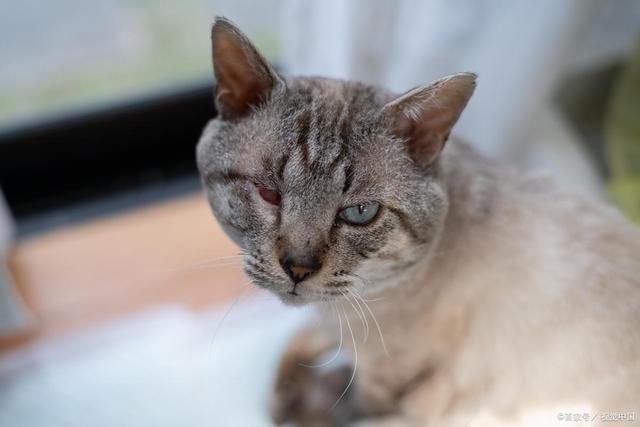 吗？是甜蜜陷阱还是营养补给？麻将胡了x猫咪可以吃八宝粥(图4)