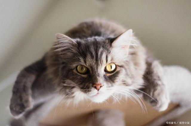 吗？是甜蜜陷阱还是营养补给？麻将胡了x猫咪可以吃八宝粥(图5)