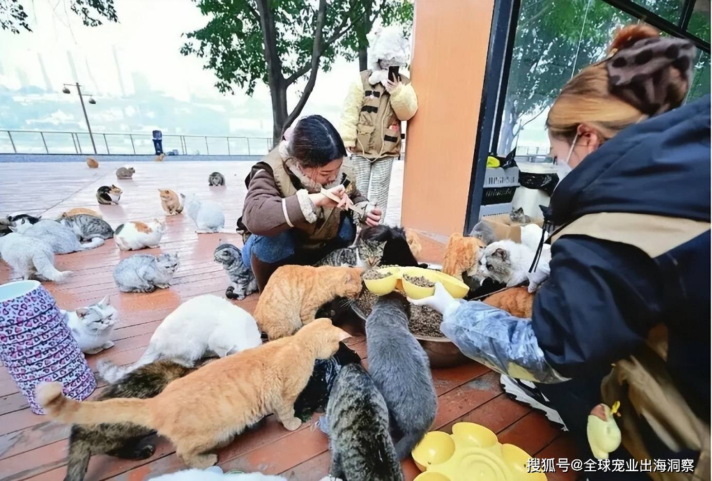 园将开建江苏一市迎3亿宠物产业基金麻将胡了试玩平台又一座超级宠物产业(图7)